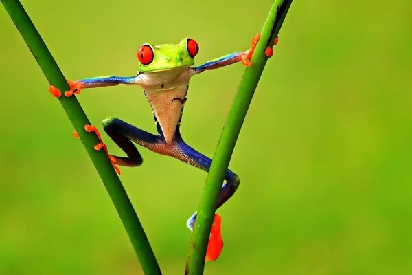 Grenouille sur deux brins d herbe