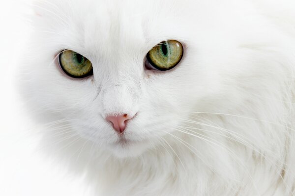 Gatto bianco con gli occhi verdi