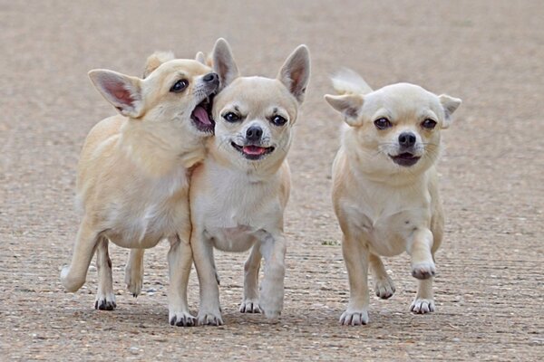 Dogs on a walk have fun playing