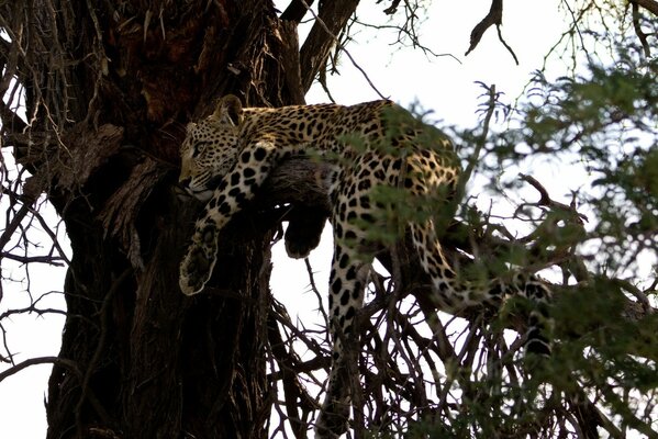 Un leopardo yace en una rama de un árbol