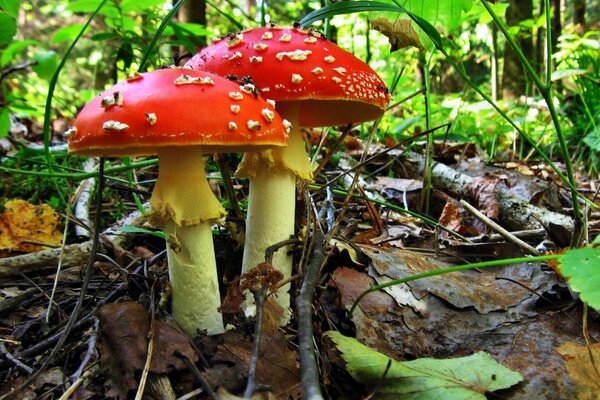 Fly agaric mushrooms in the autumn forest