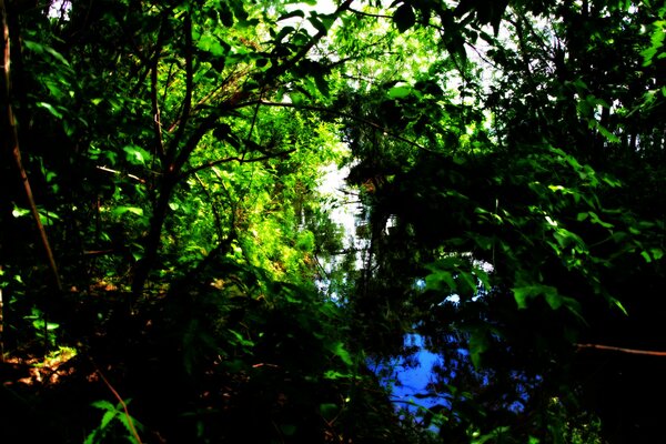 Remanso entre los árboles verdes en el bosque