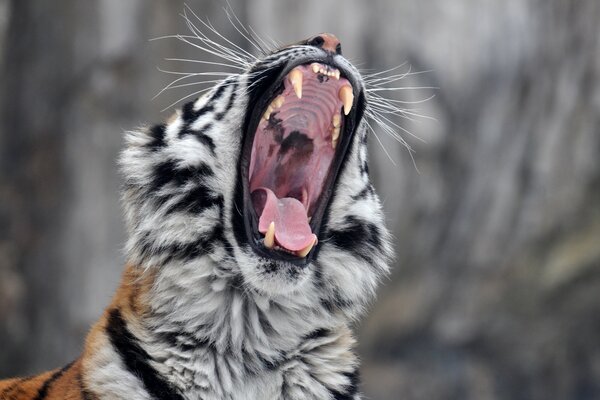 Der Amur-Tiger gähnt gewaltig