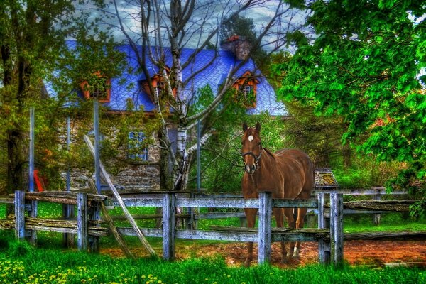 Cheval derrière la clôture dans l herbe