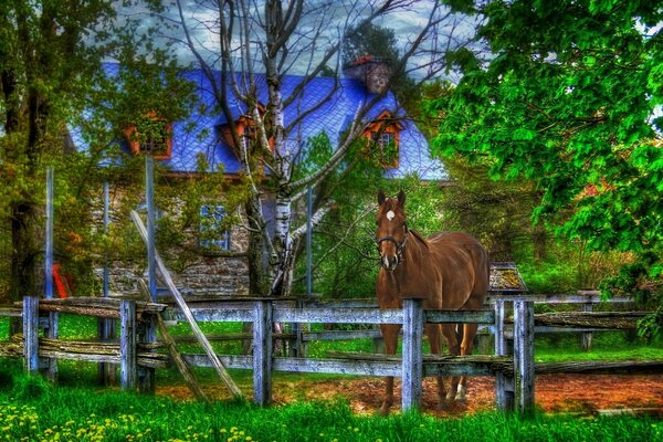 Cavallo dietro la recinzione nell erba