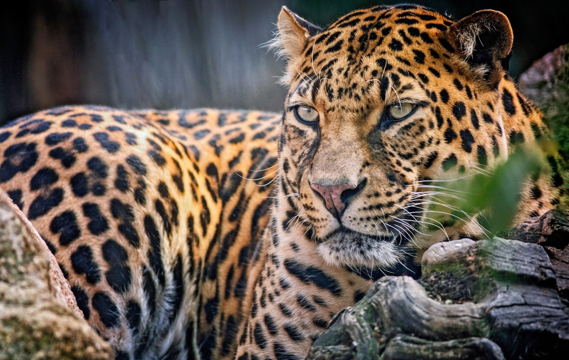 cat predator leopard view