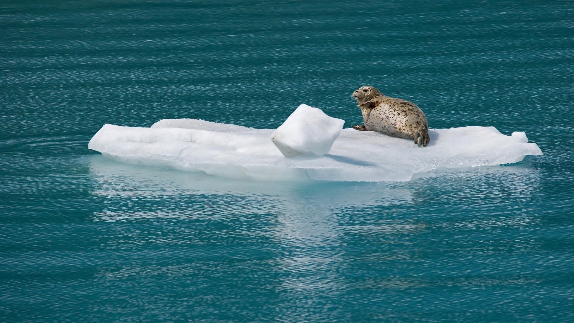 freddo oceano si trova lastrone di ghiaccio acqua mare foca