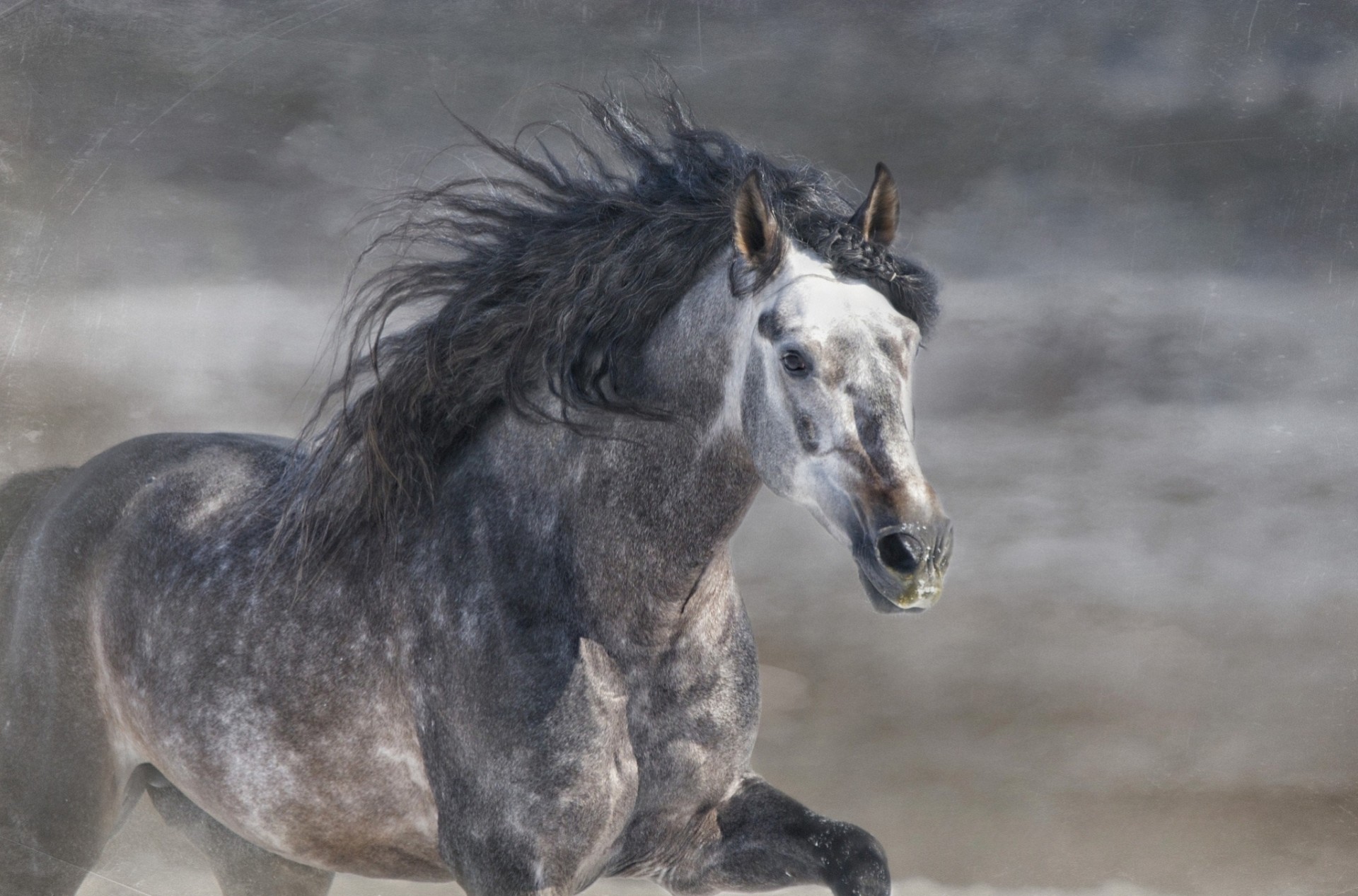 grau laufen galopp mähne hengst pferd