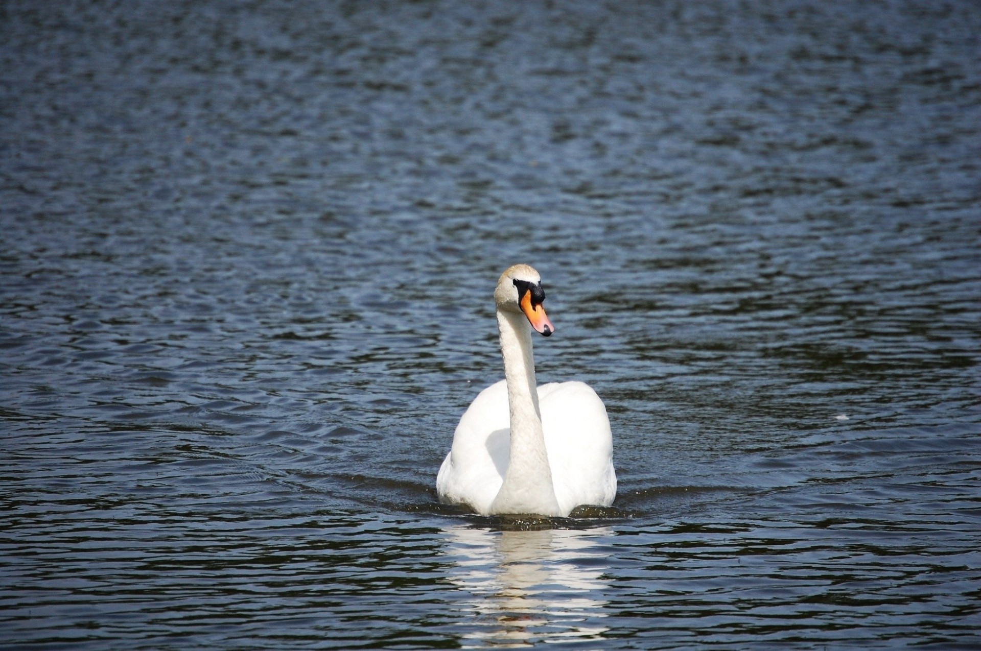 water white swan