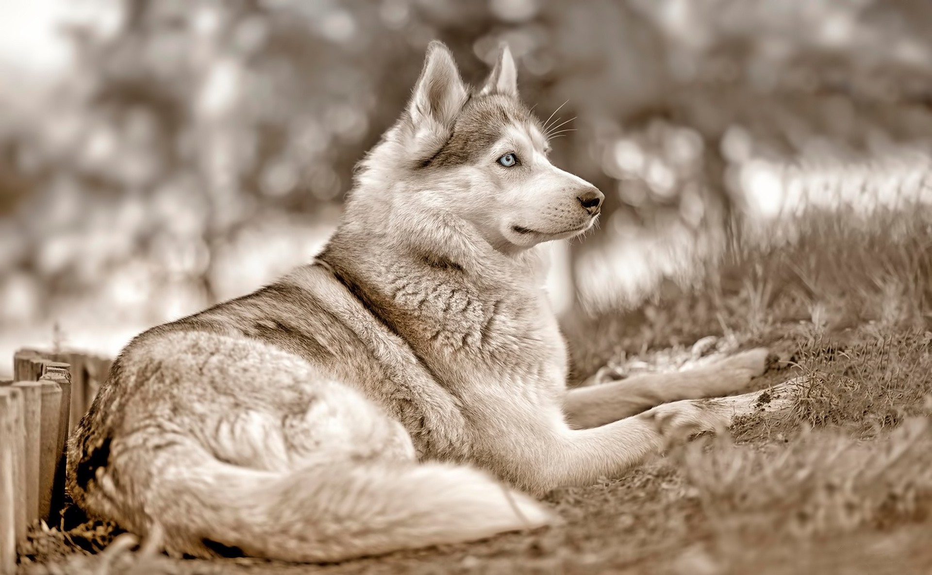 yeux bleus chien husky sibérien vue pose