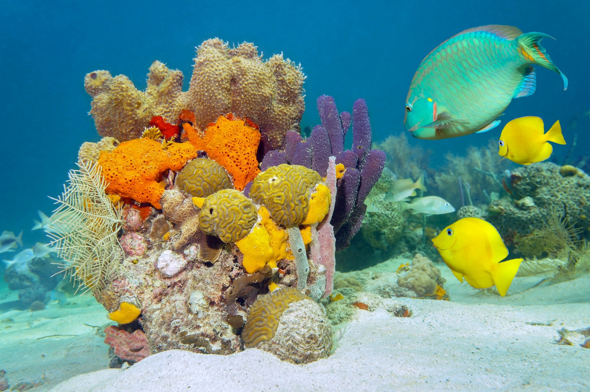 fondale marino mare pesce corallo