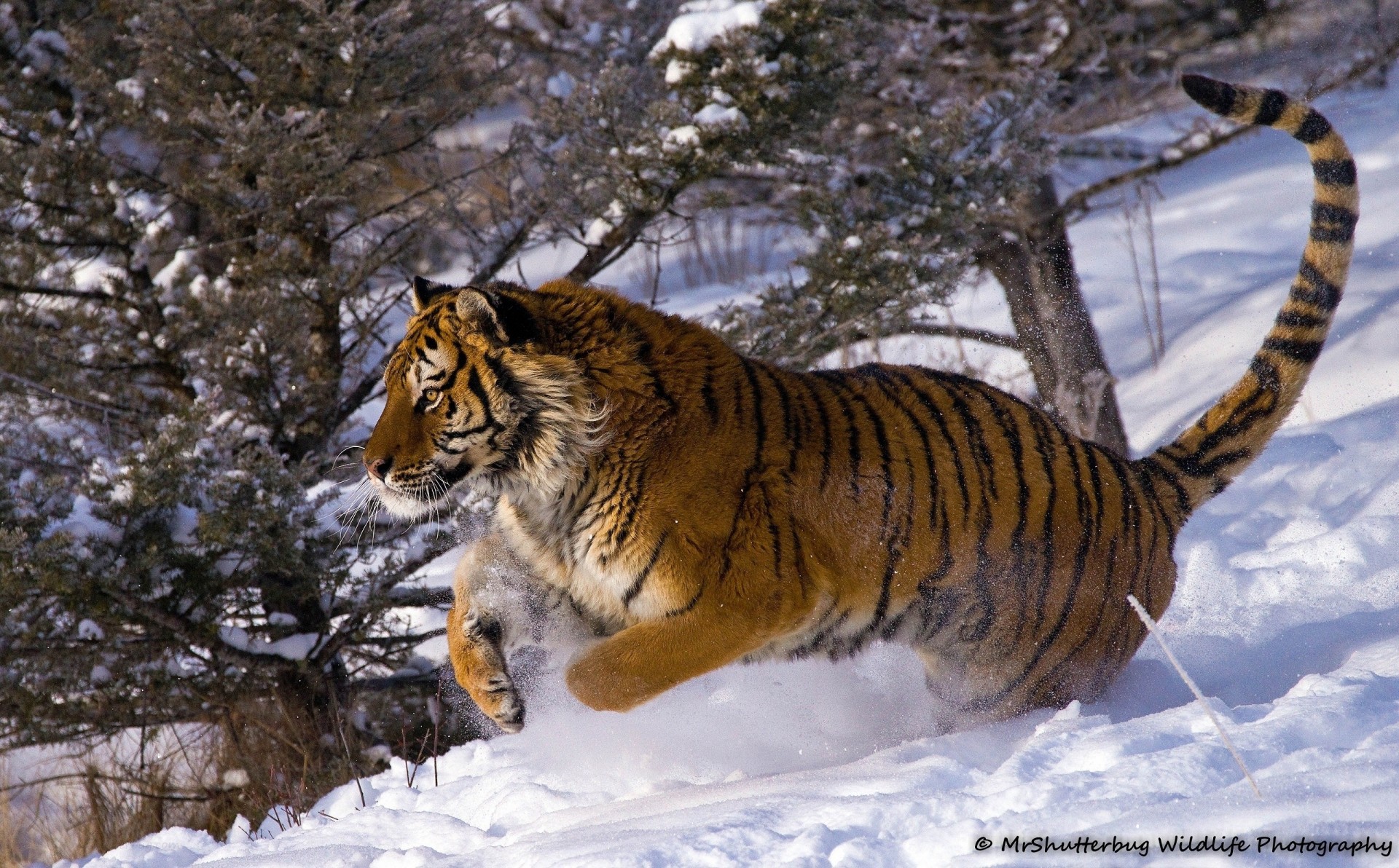 wild cat jump tiger