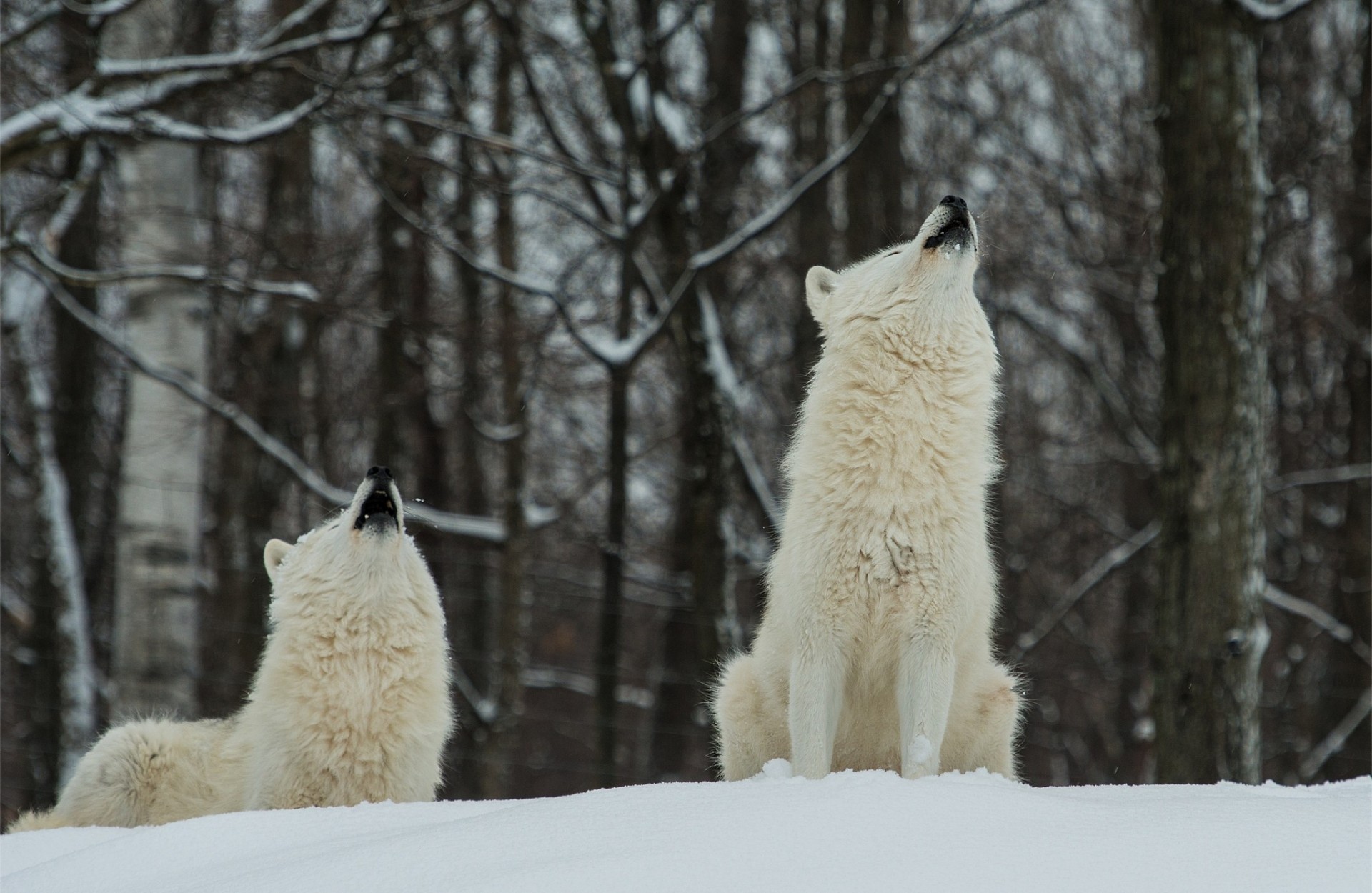 wilki polarny las dwa śnieg zima biały