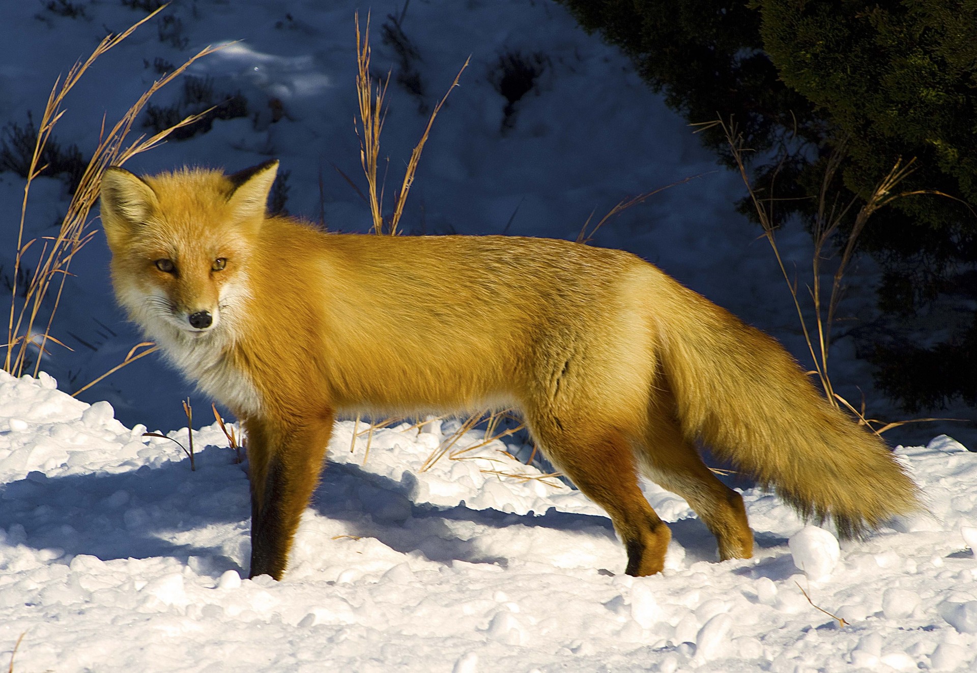 schnee fuchs winter