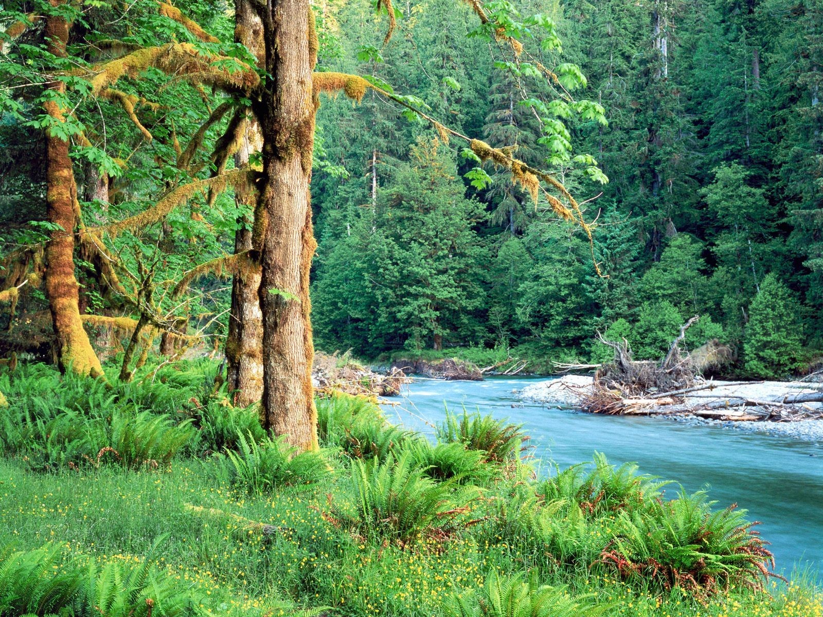 foresta fiume natura