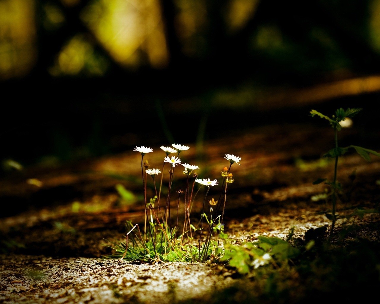 blumen blätter dunkelheit makro