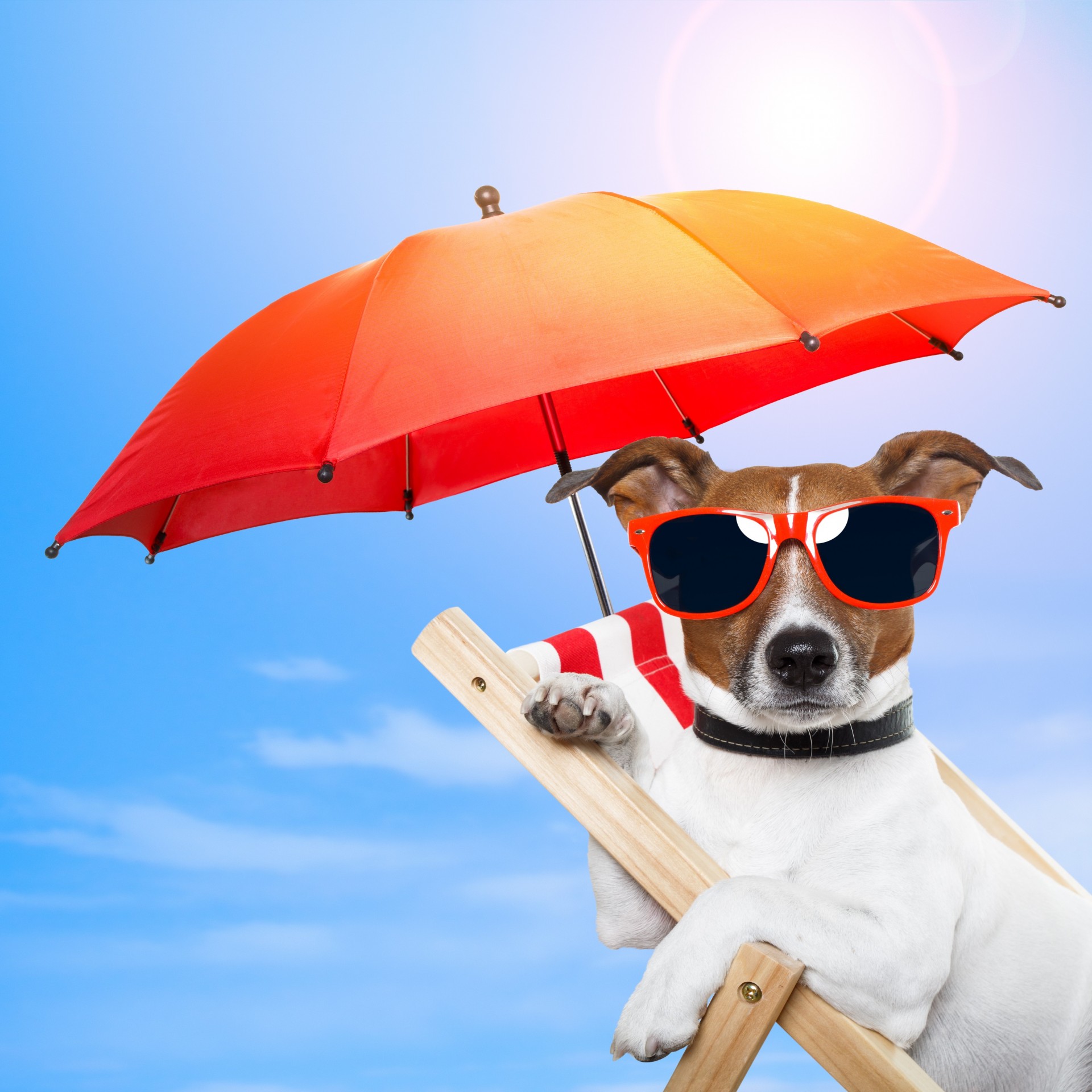 chair nature dog sunglasses leisure umbrellas umbrella glasse