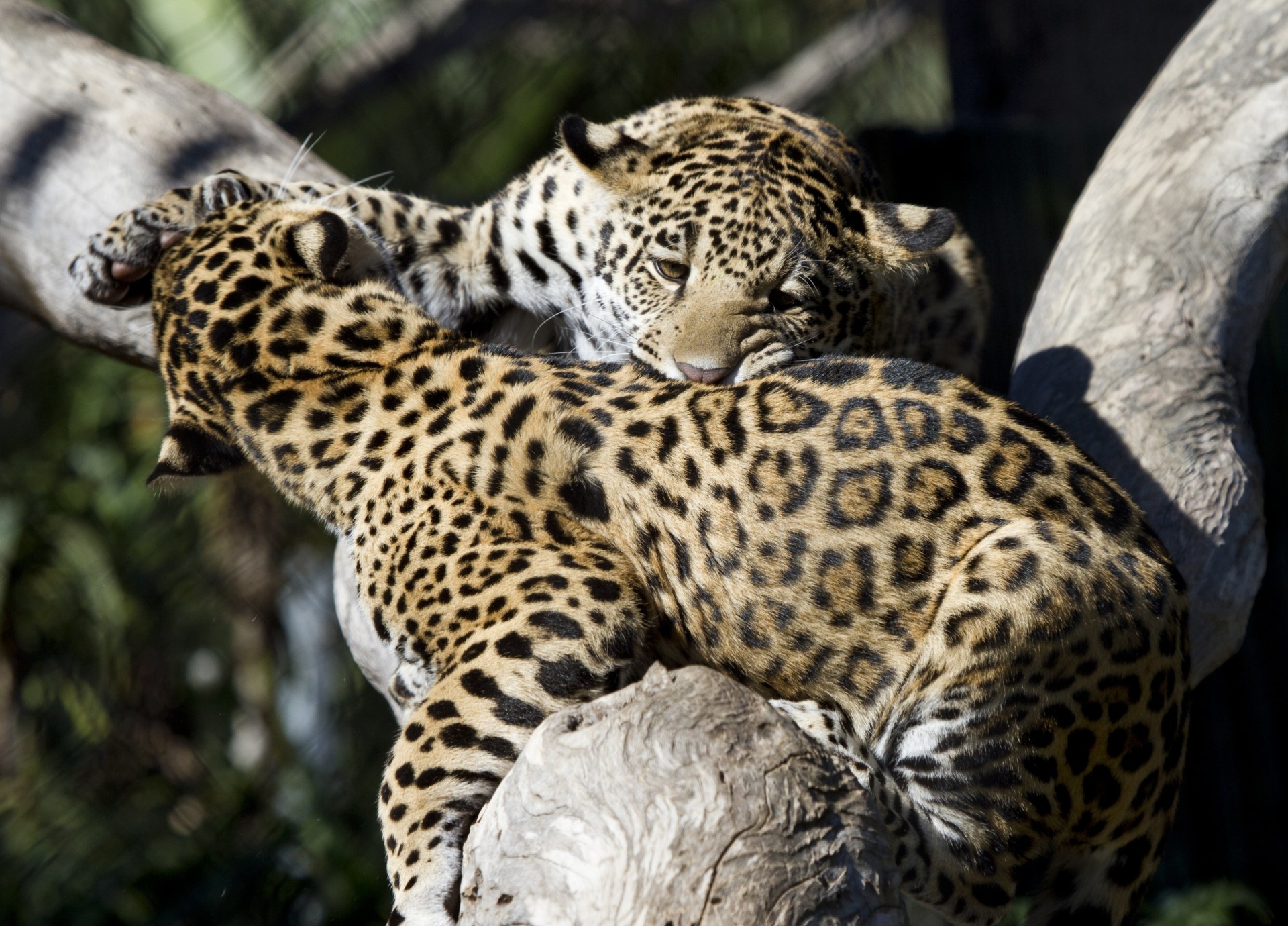 gatos salvajes jaguares juego pareja lucha