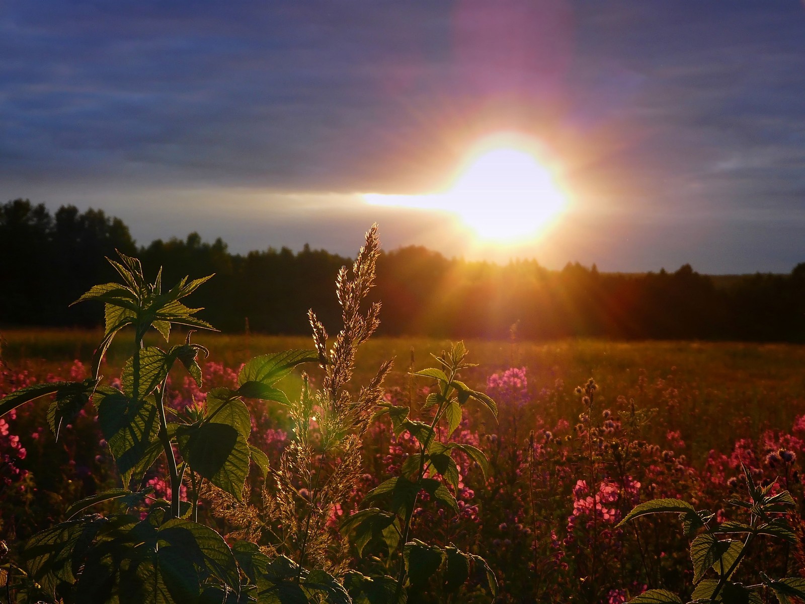 sonnenuntergang himmel sonne feld blumen