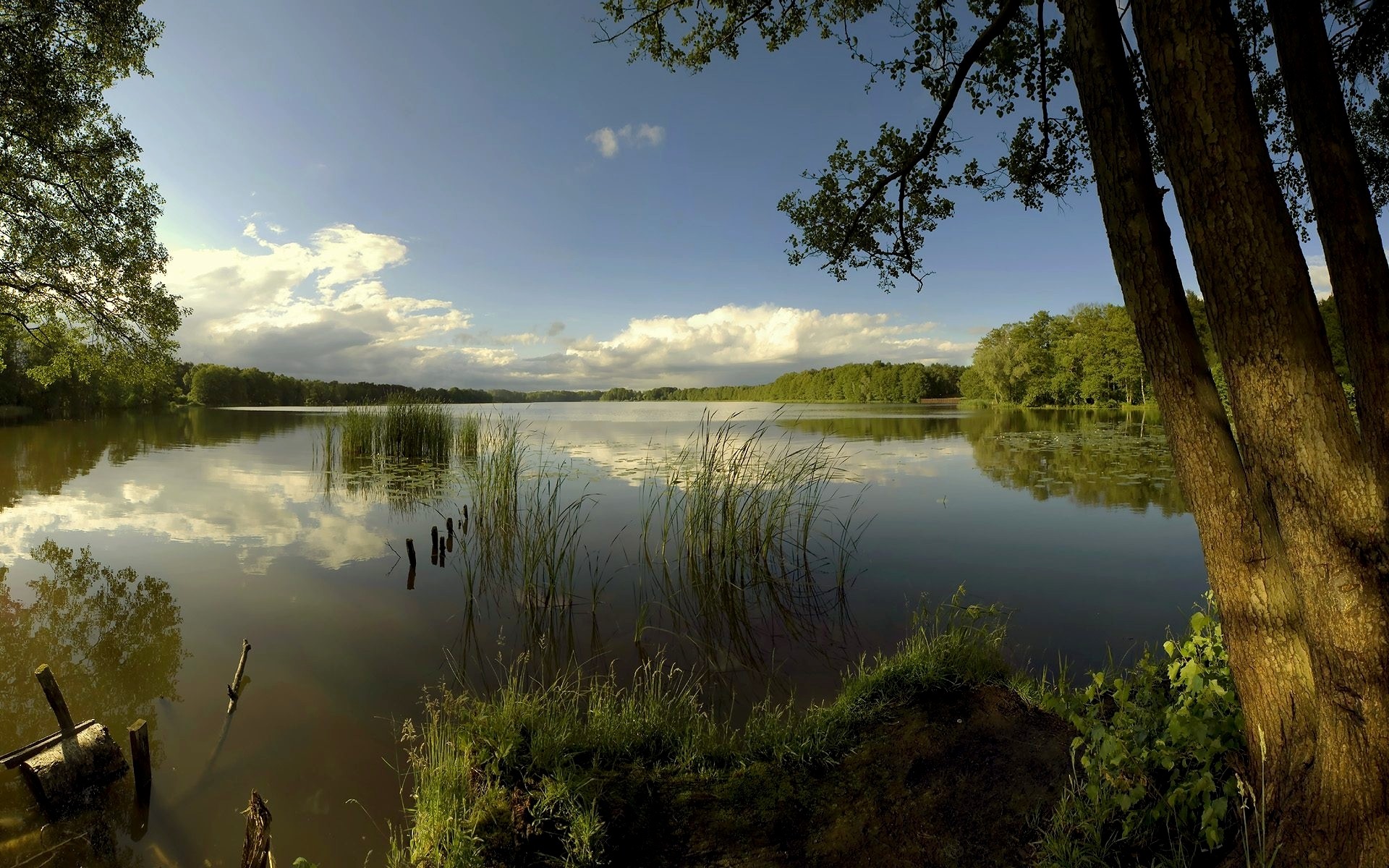 see oberfläche bäume wolken