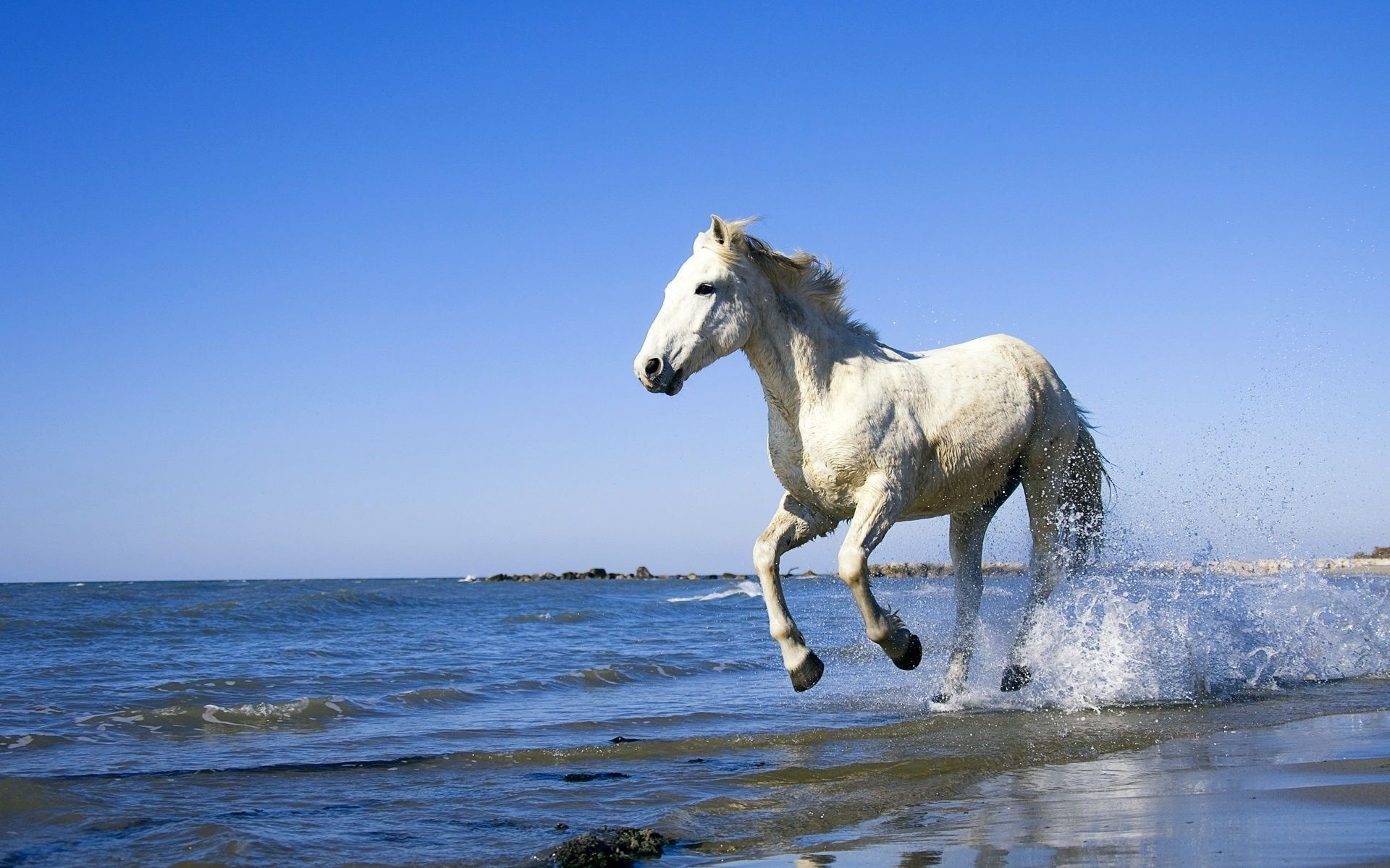 mojado aerosol agua blanco caballo paseos