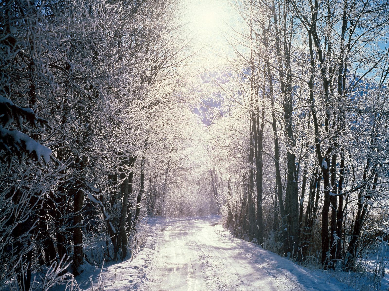 forêt enneigée berne suisse