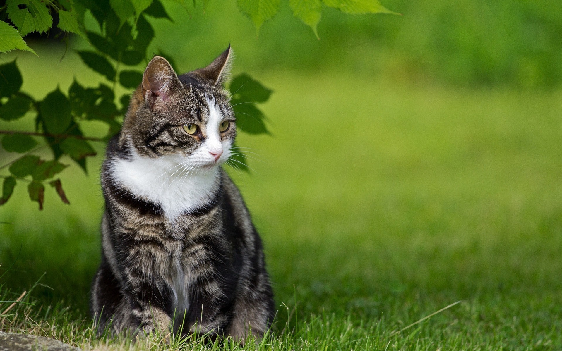 cat grass green nature