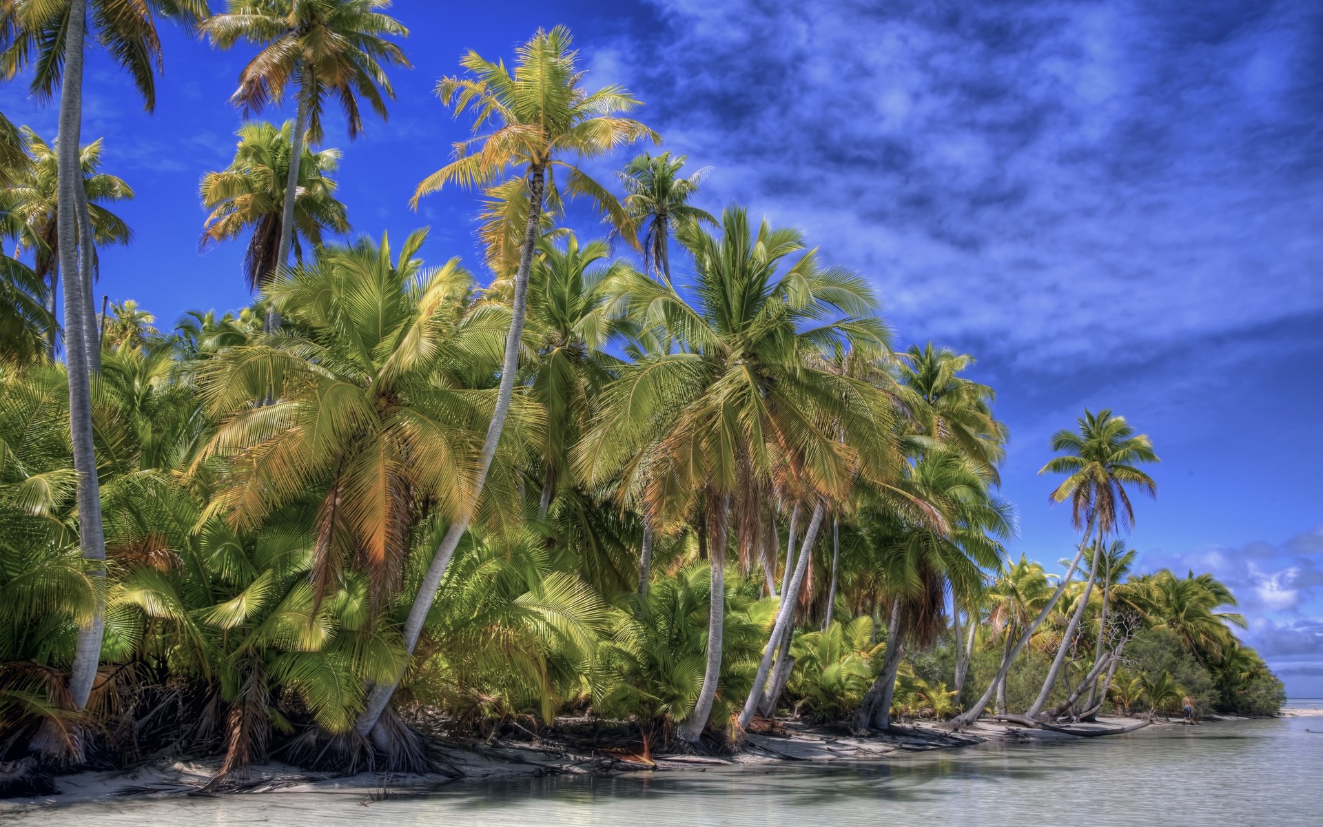 coastal sea palm cloud