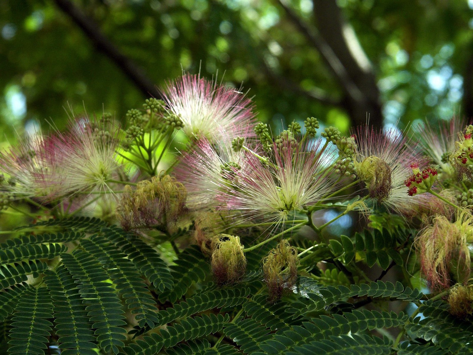 fleurs feuilles verdure