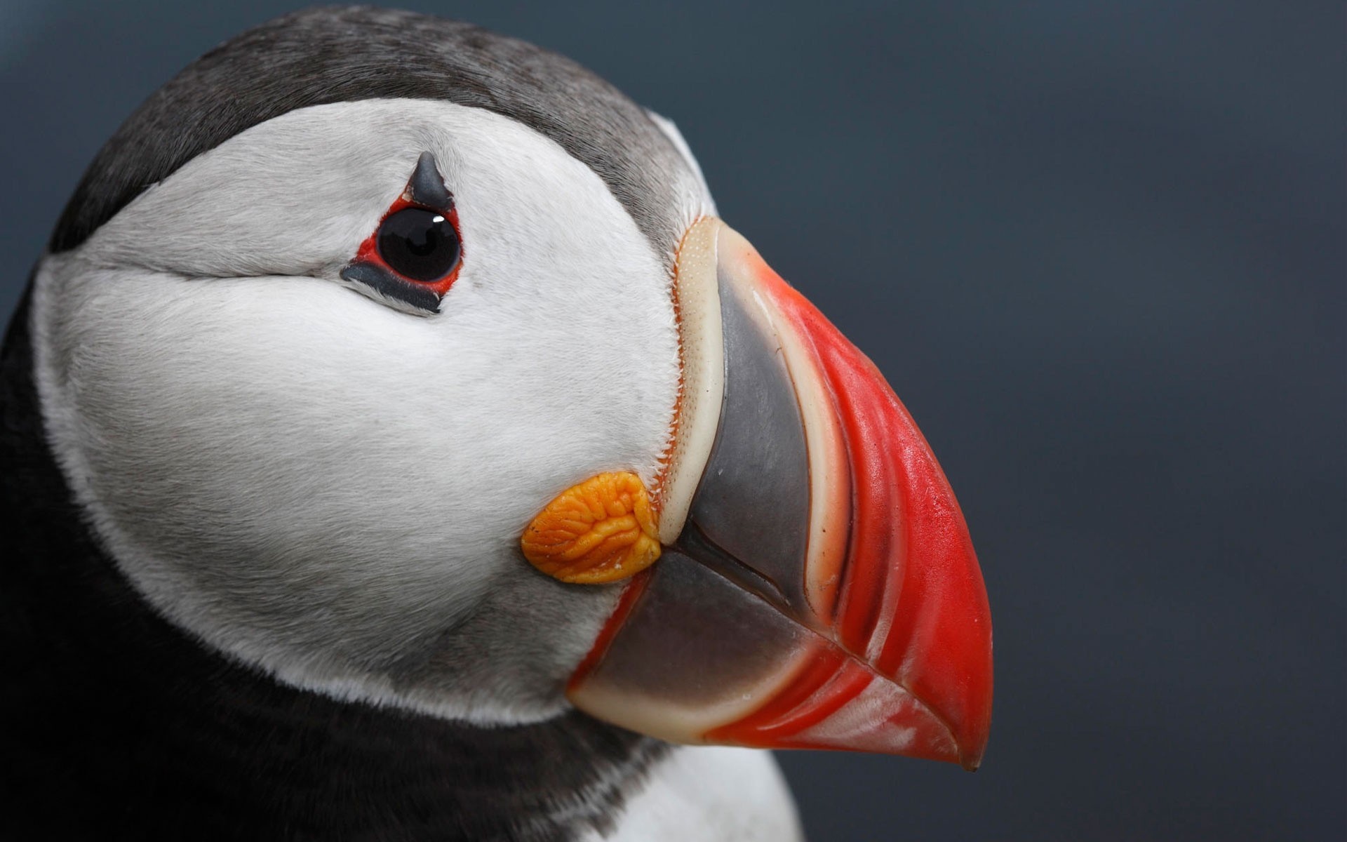 oiseaux impasse de l atlantique impasse