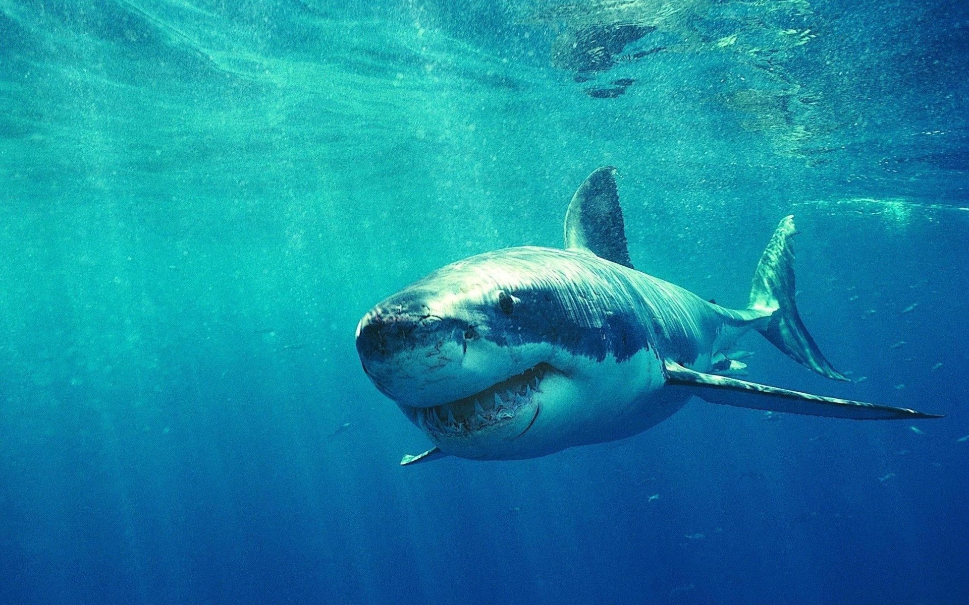 white shark under water predator