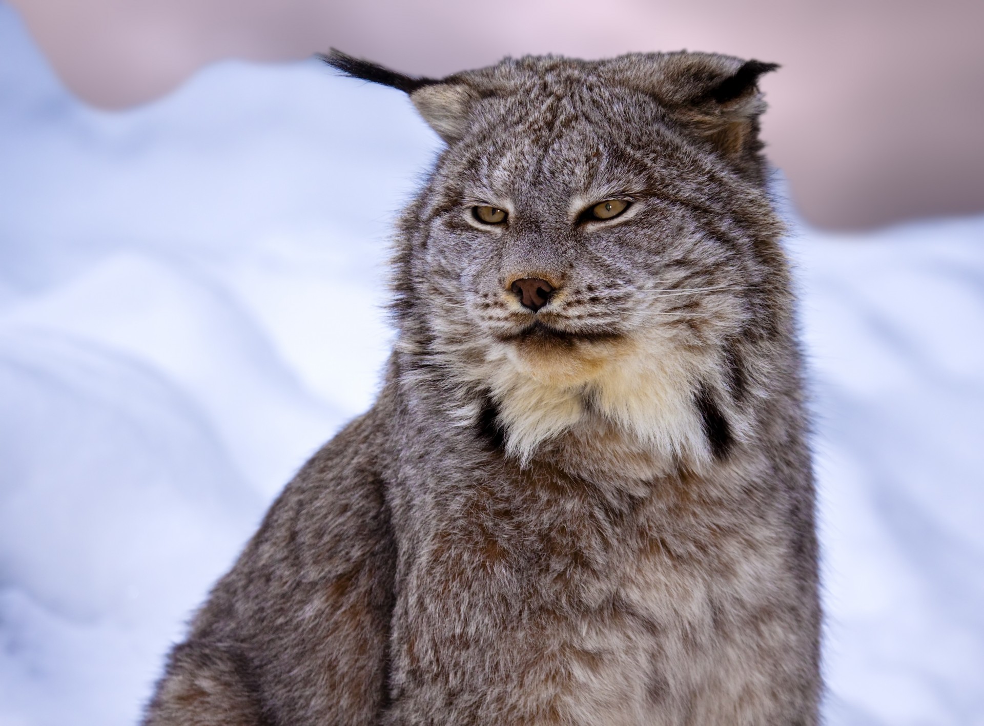 lince gato salvaje dientes