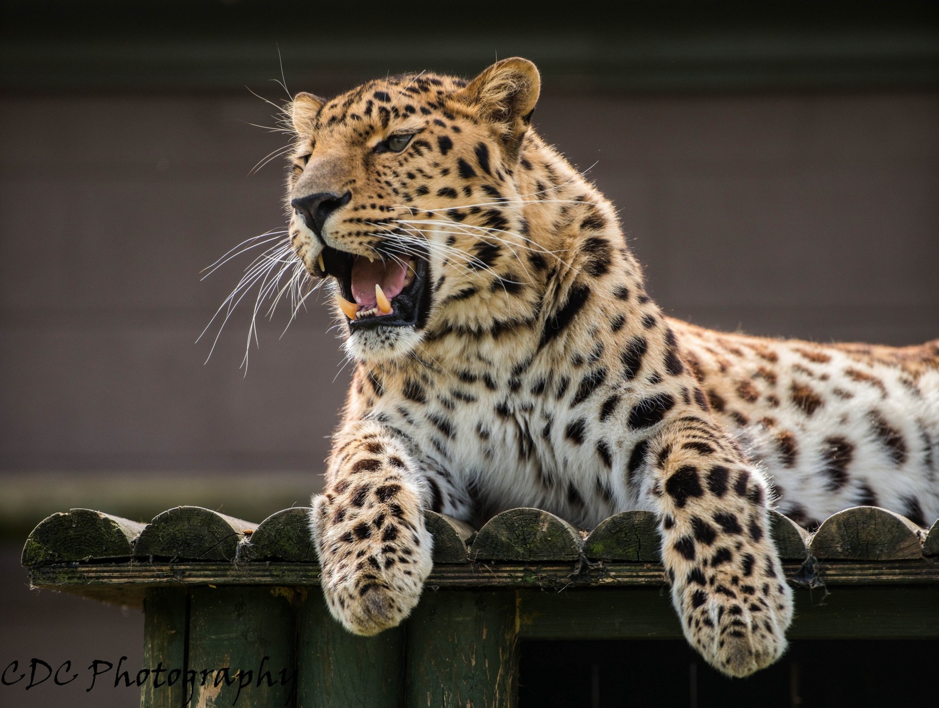 leopardo de amur leopardo boca colmillos gato salvaje animales