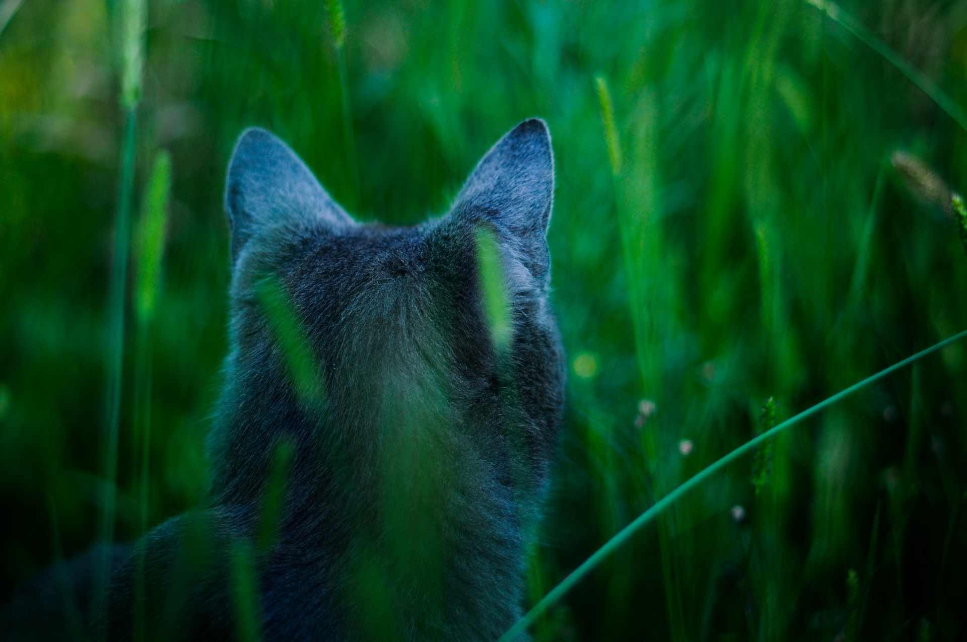 rückansicht katze gras ohren