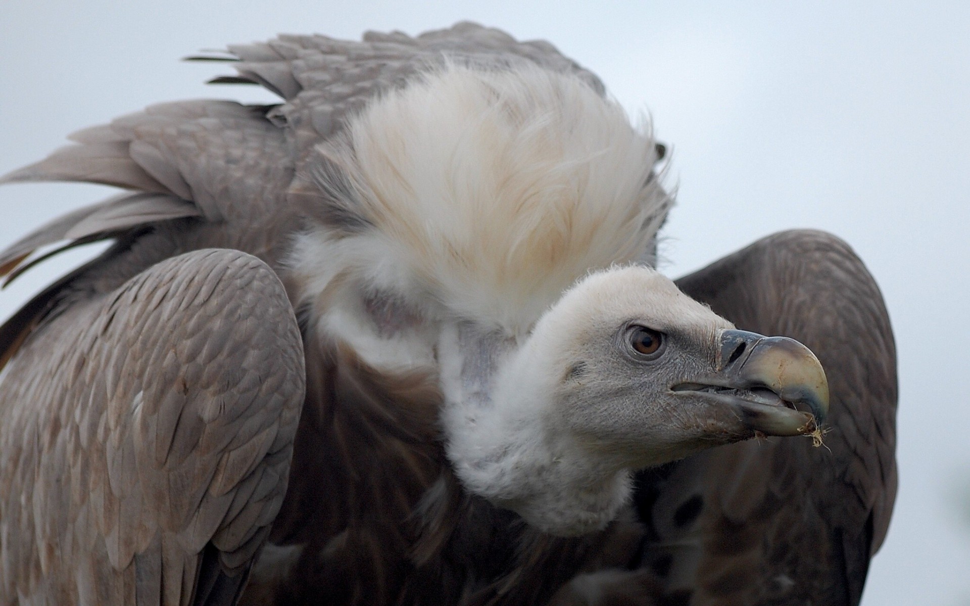 vögel geier raubtier aasfresser