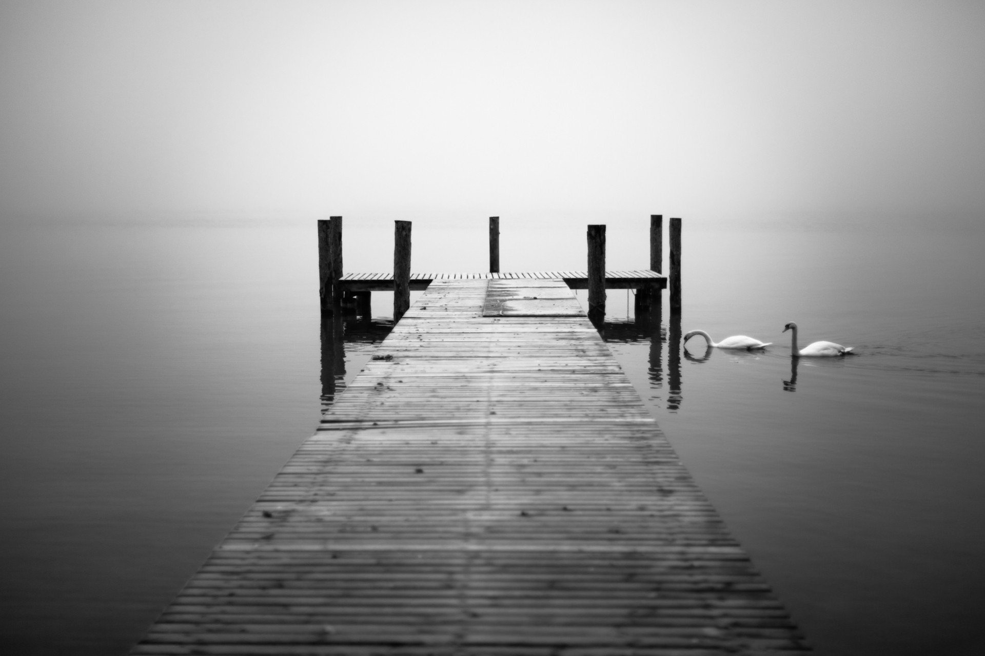 wan lake monochrome animals bridge