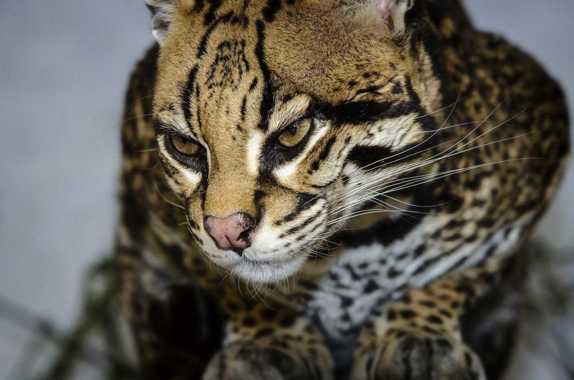 chat sauvage ocelot dents