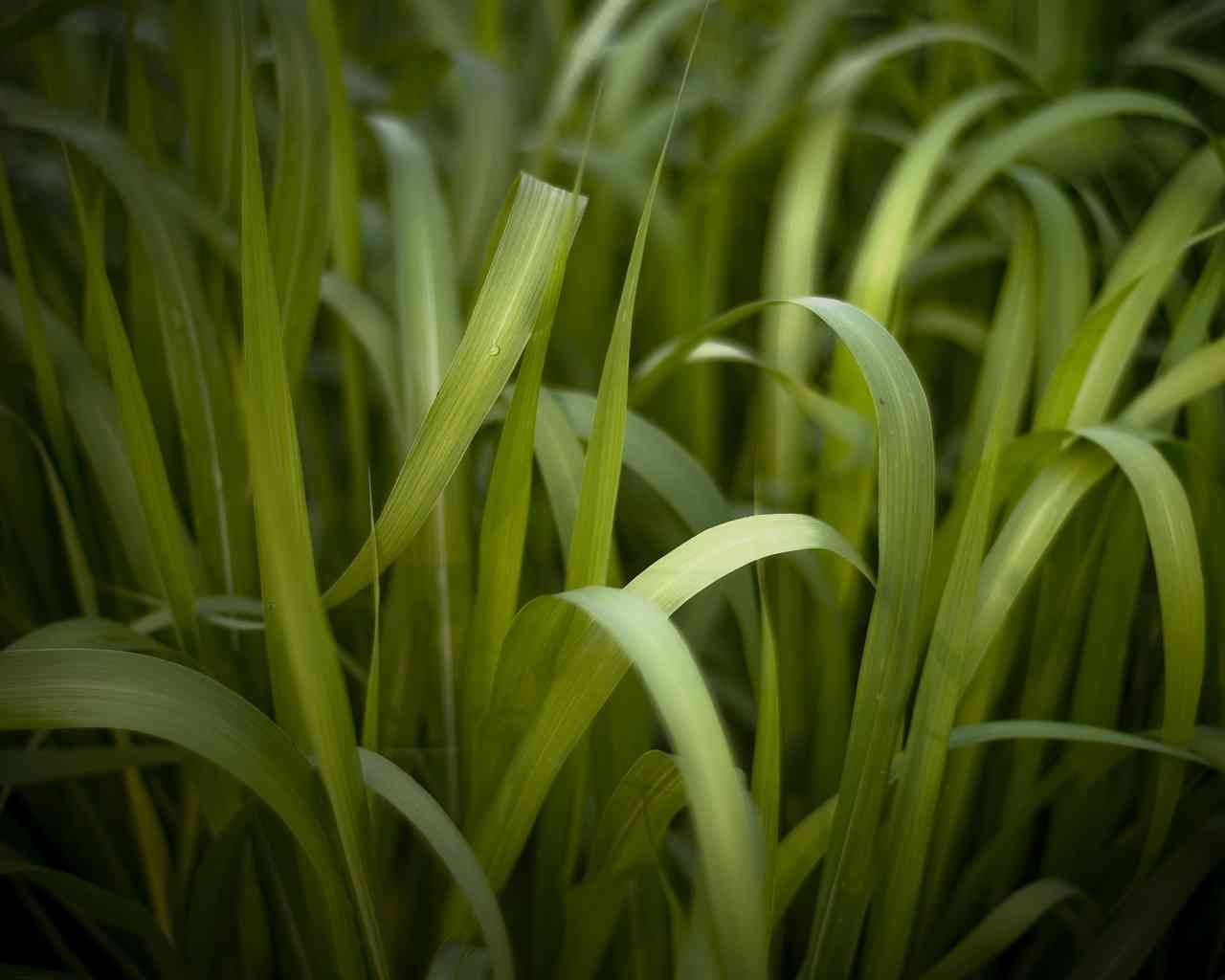 herbe verdure fourrés