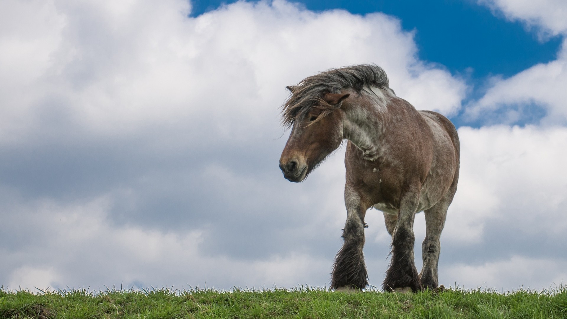 horse the netherlands zealand