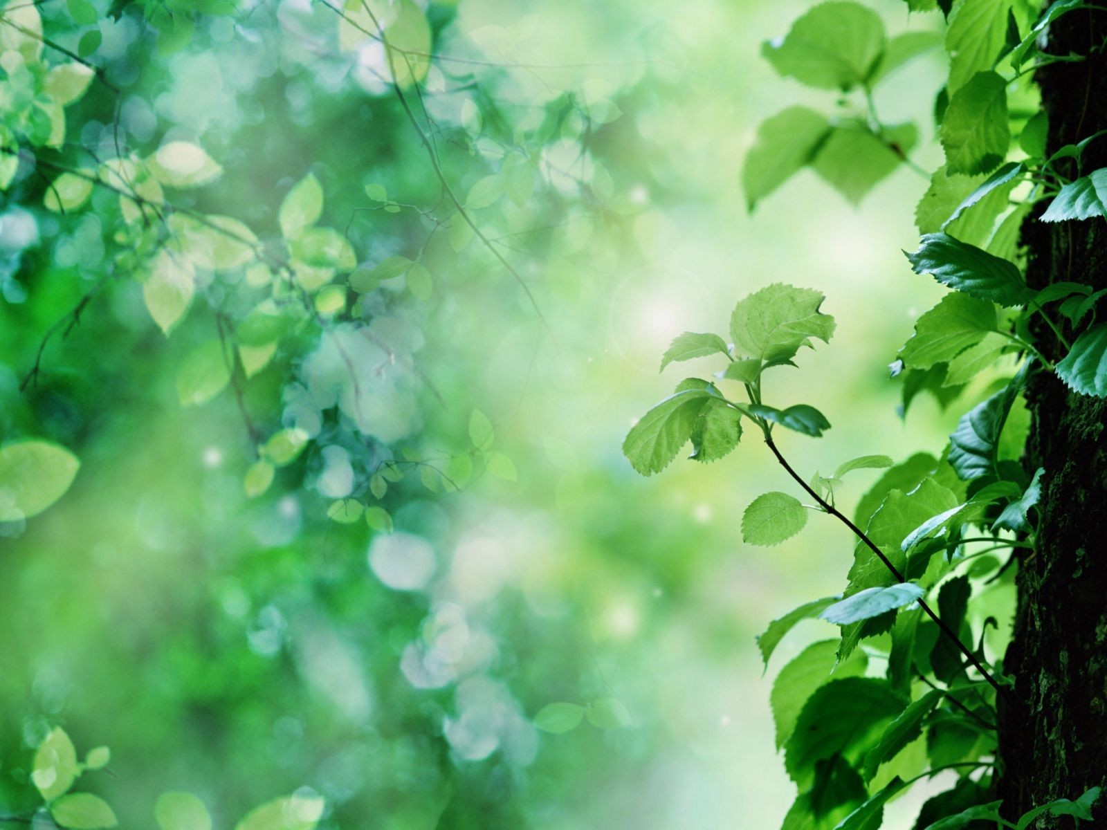 blätter stamm baum sprossen sonnenblende