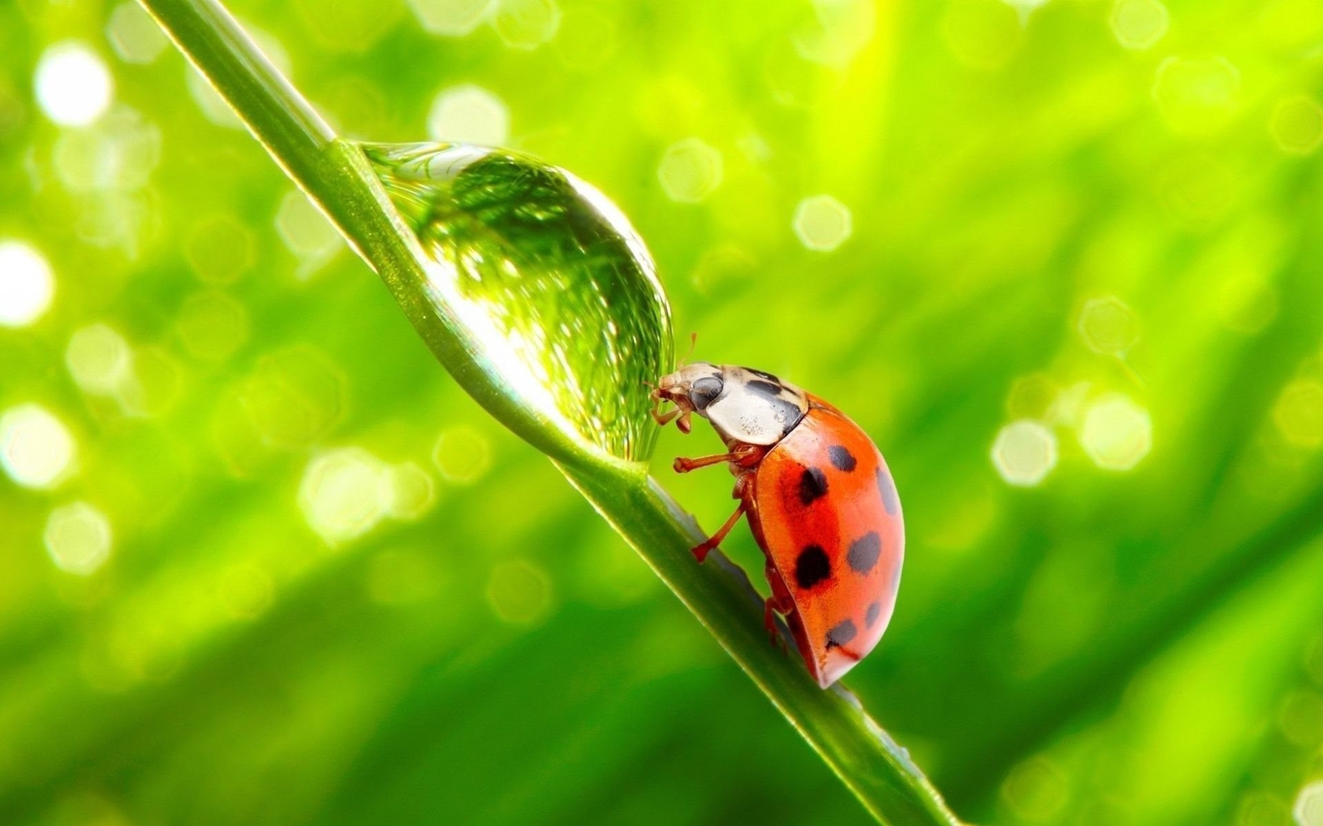 ladybug drop beetle of the blade blade