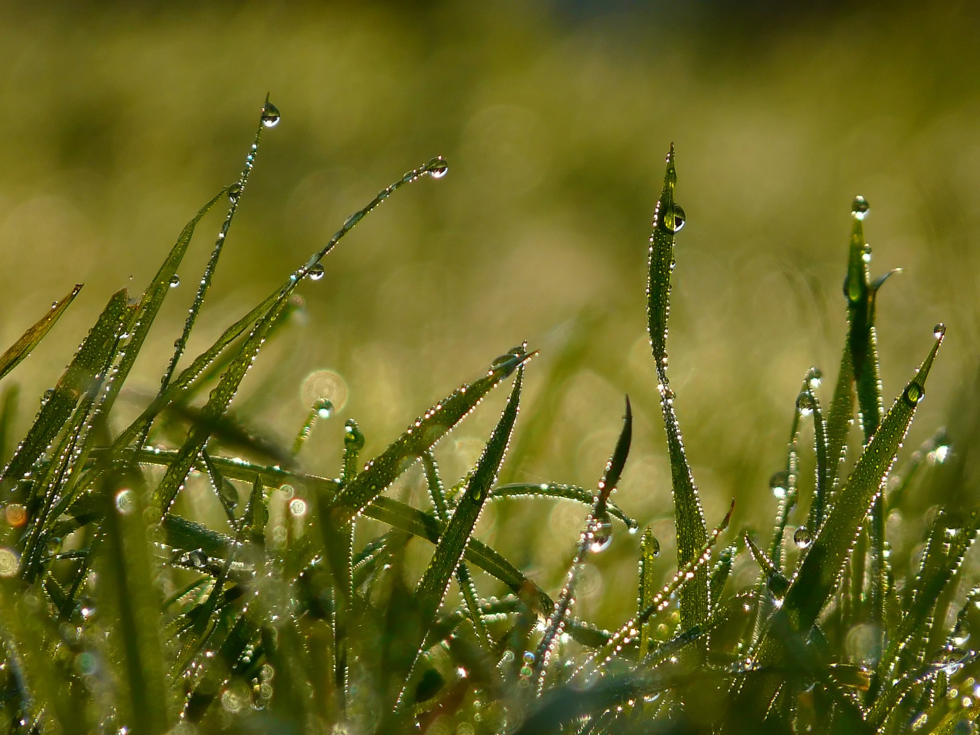 rocío hierba verano mañana luz gotas