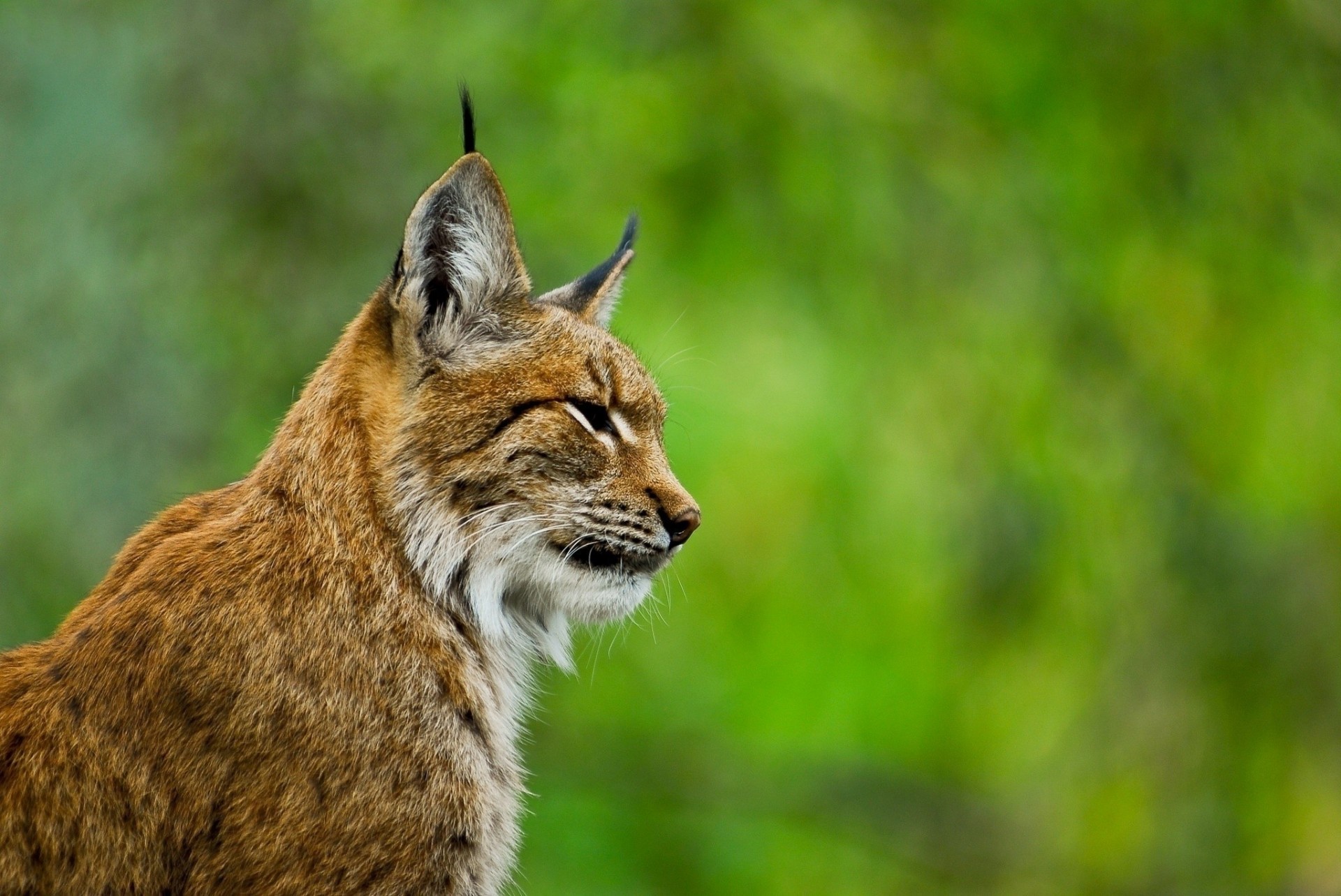 lince gato montés perfil