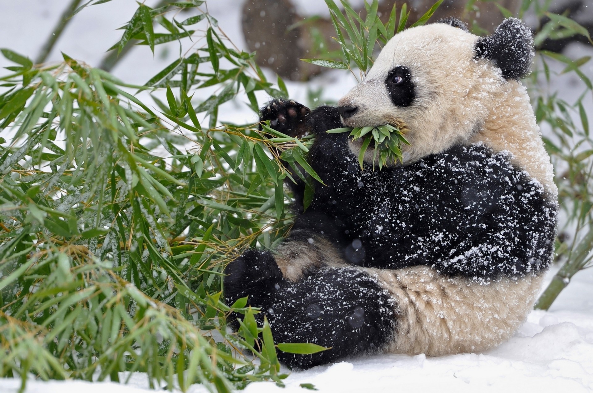 feuille bambou neige branches panda hiver