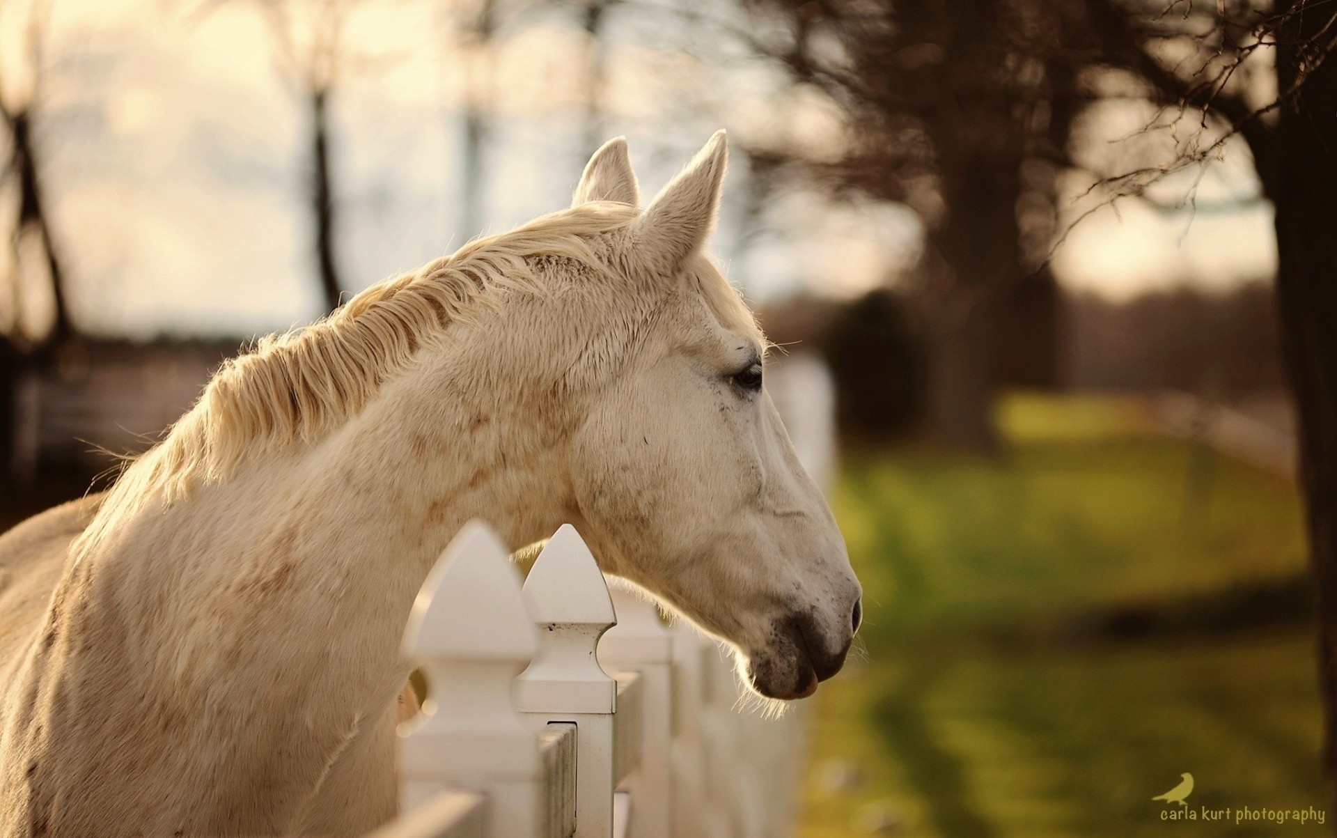 teeth head fence horse section