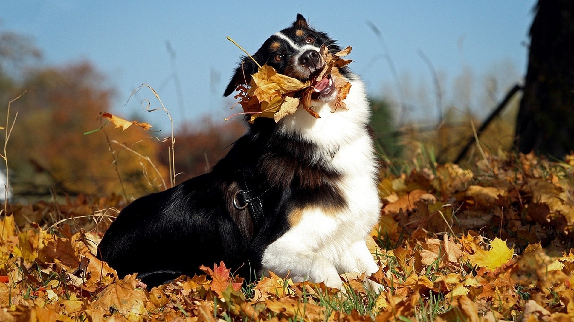 autunno foglia cane