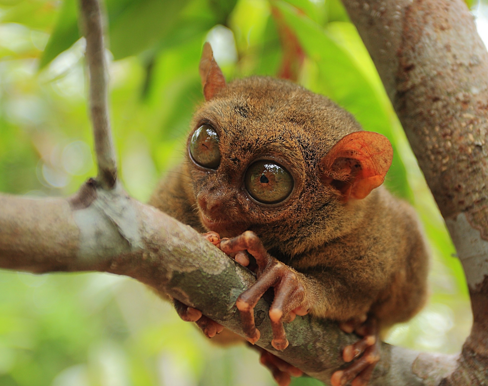 animali tarsier filippino tarsier