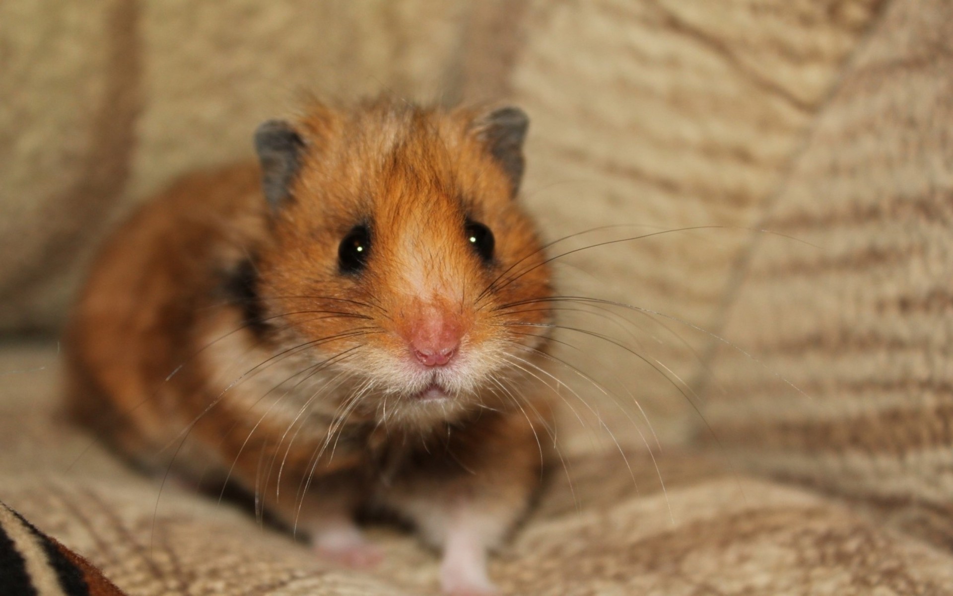 hamster peur vue