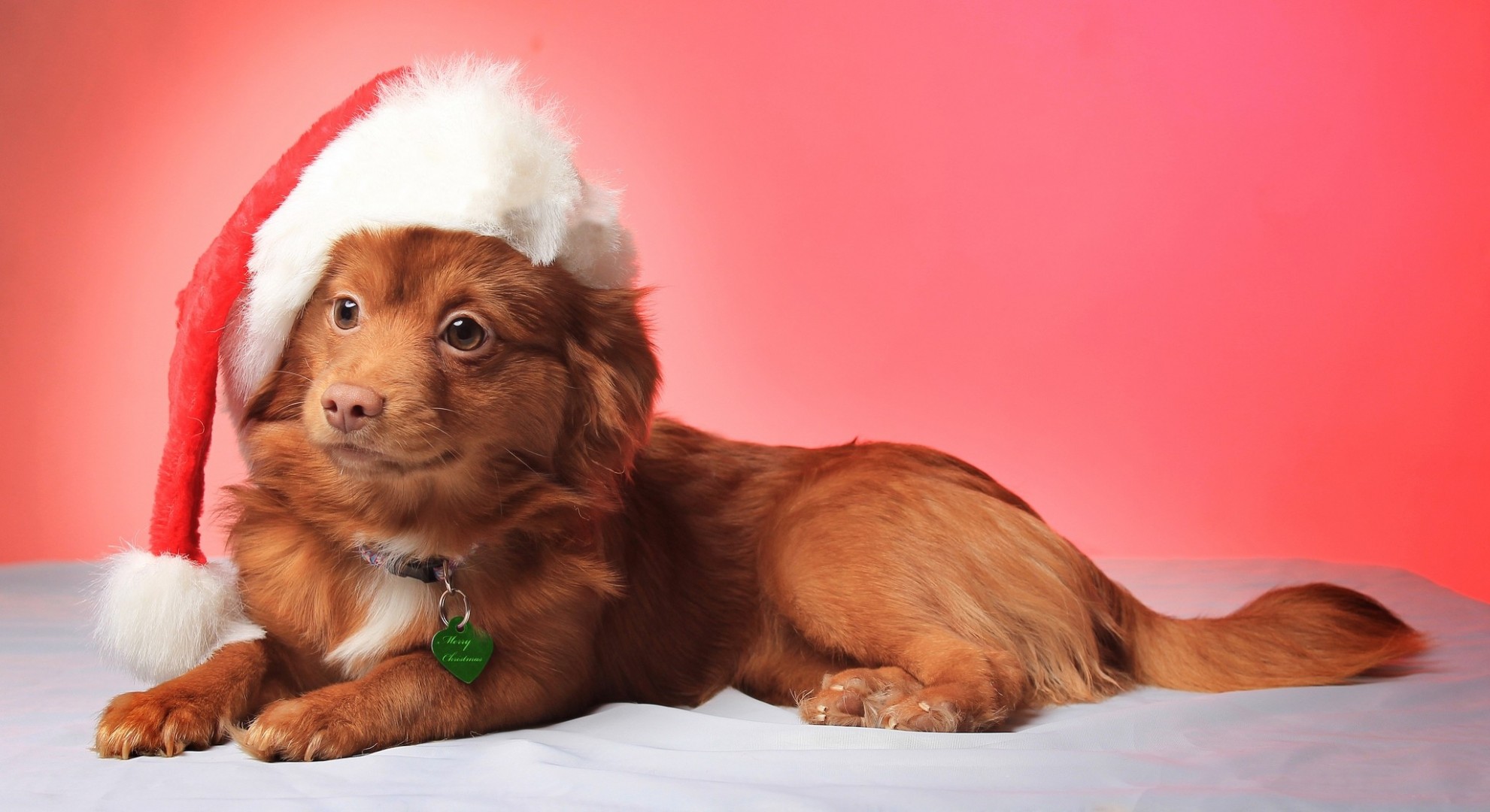 chien chapeau noël vue