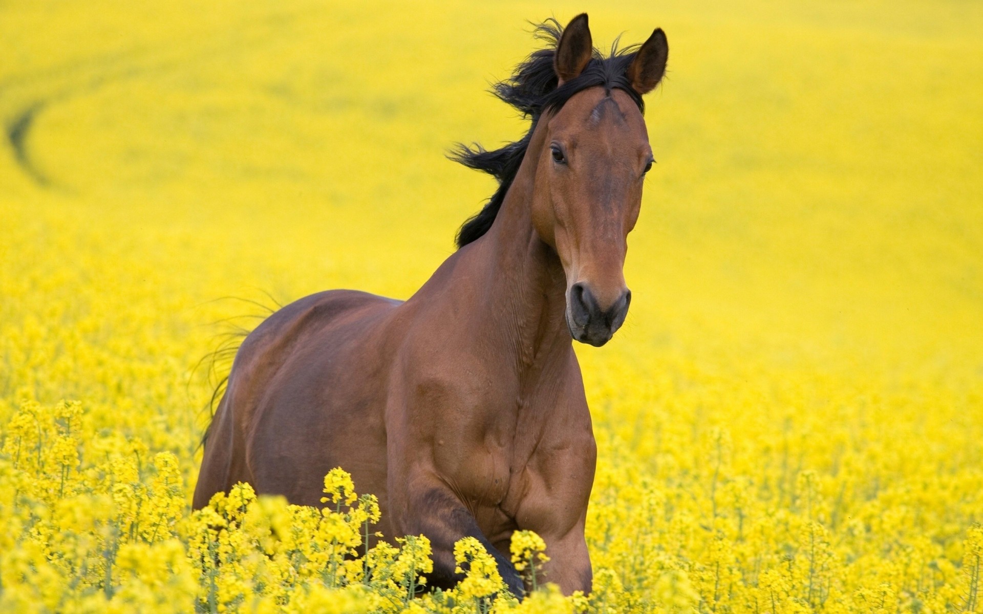 feld pferd gelb blumen